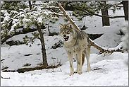 sozial organisiert... Grauer Wolf *Canis lupus*