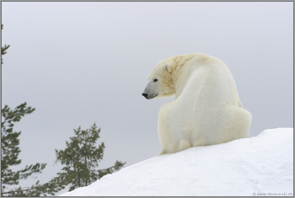 Sitzfleisch... Eisbär *Ursus maritimus*