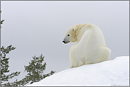 Sitzfleisch... Eisbär *Ursus maritimus*