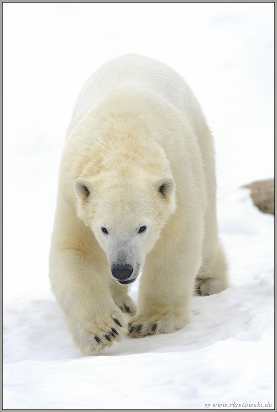 tagaktiv... Eisbär *Ursus maritimus*