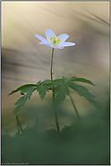 Frühling im Wald... Buschwindröschen *Anemone nemorosa*