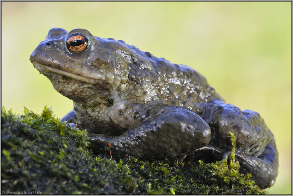 Laichzeit... Erdkröte *Bufo bufo*