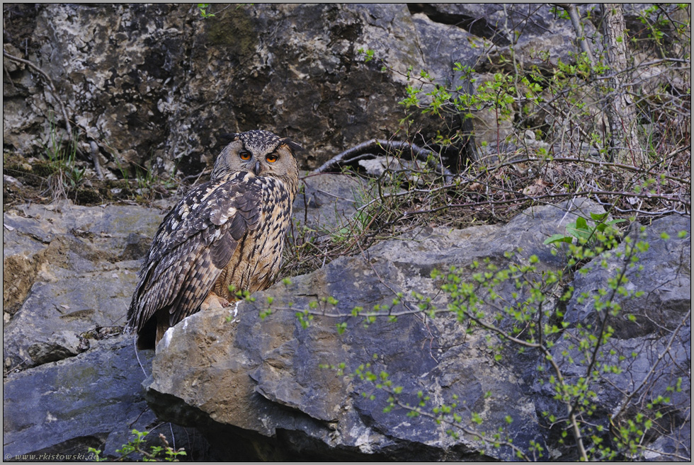 die Alte... Europäischer Uhu *Bubo bubo*