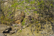 4 Augenpaare... Europäischer Uhu (Familie) *Bubo bubo*