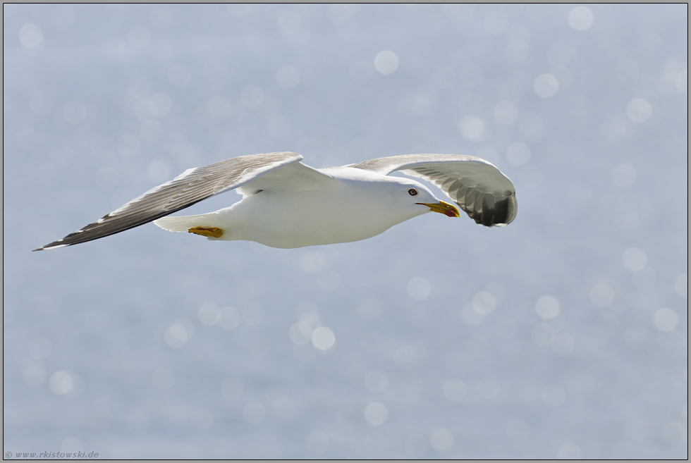 Sommersonne... Mittelmeermöwe *Larus michahellis*