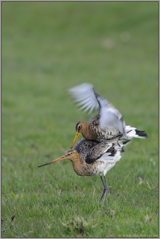 Aufforderung... Uferschnepfen *Limosa limosa* (10/12)