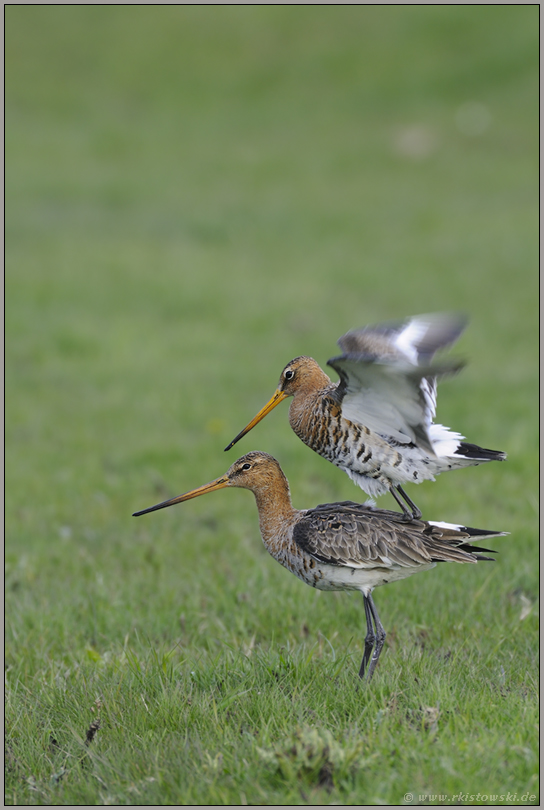 habe fertig... Uferschnepfen *Limosa limosa* (08/12)