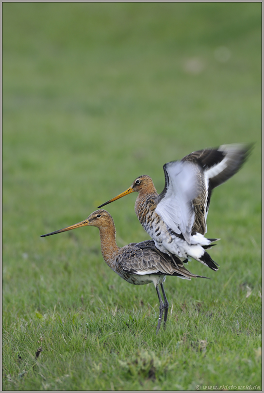 noch ein Problem... Uferschnepfen *Limosa limosa* (06/12)