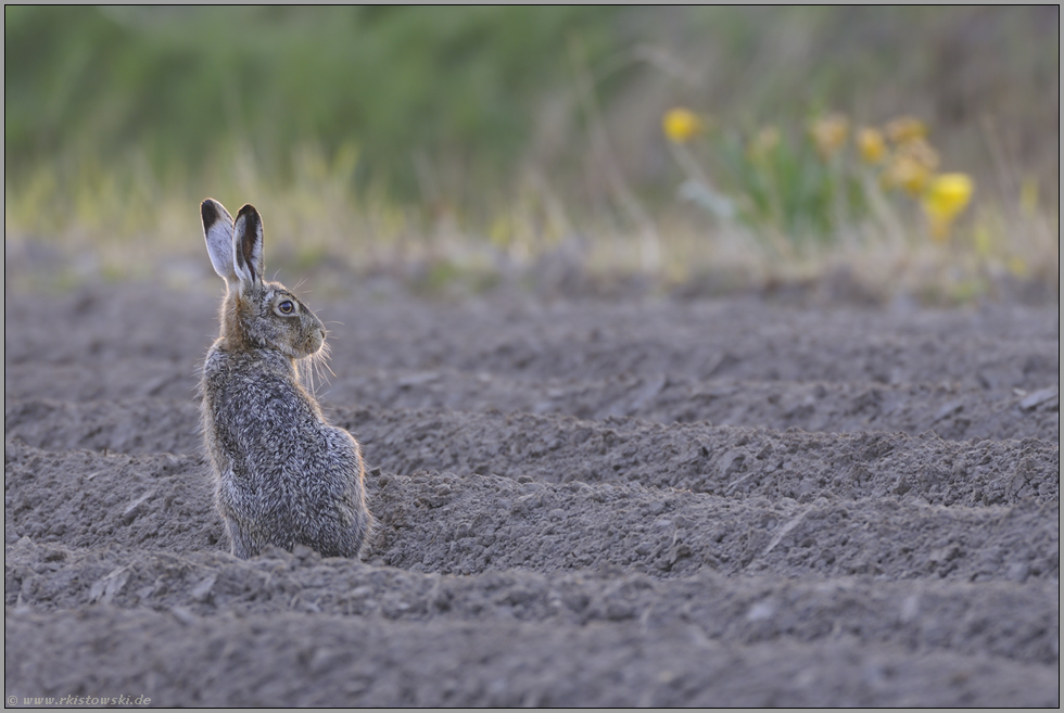 zwischen Ackerfurchen... Feldhase *Lepus europaeus*