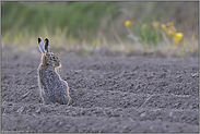 zwischen Ackerfurchen... Feldhase *Lepus europaeus*