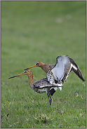 der Akt... Uferschnepfen *Limosa limosa* (07/12)