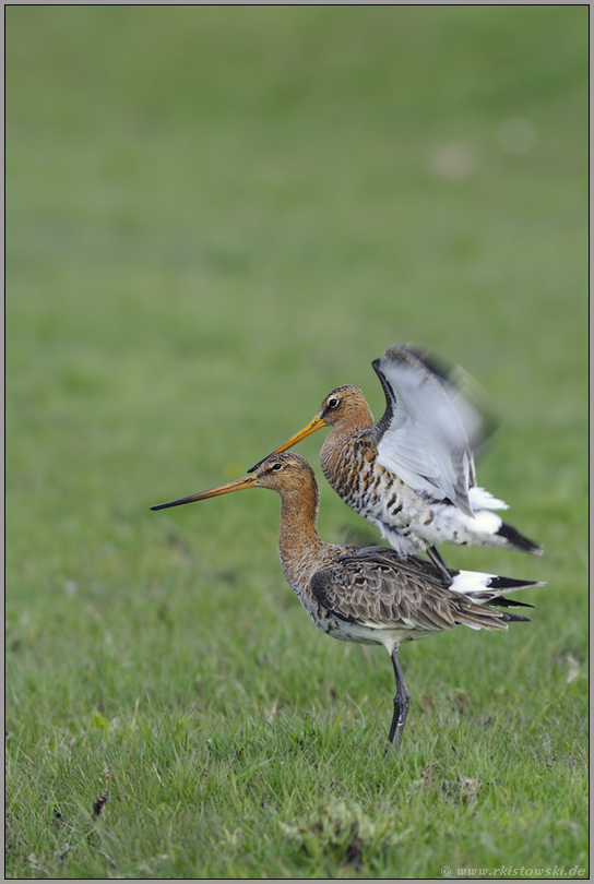 noch ein kurzer Flügelschlag... Uferschnepfen *Limosa limosa* (09/12)