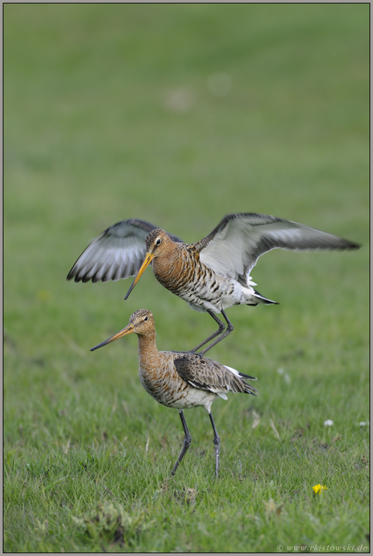 Absprung... Uferschnepfen *Limosa limosa* (11/12)