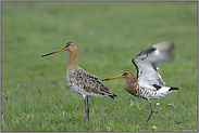 vielversprechend... Uferschnepfen *Limosa limosa* (01/12)