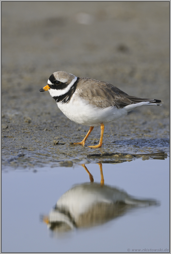 salztolerant... Sandregenpfeifer *Charadrius hiaticula*