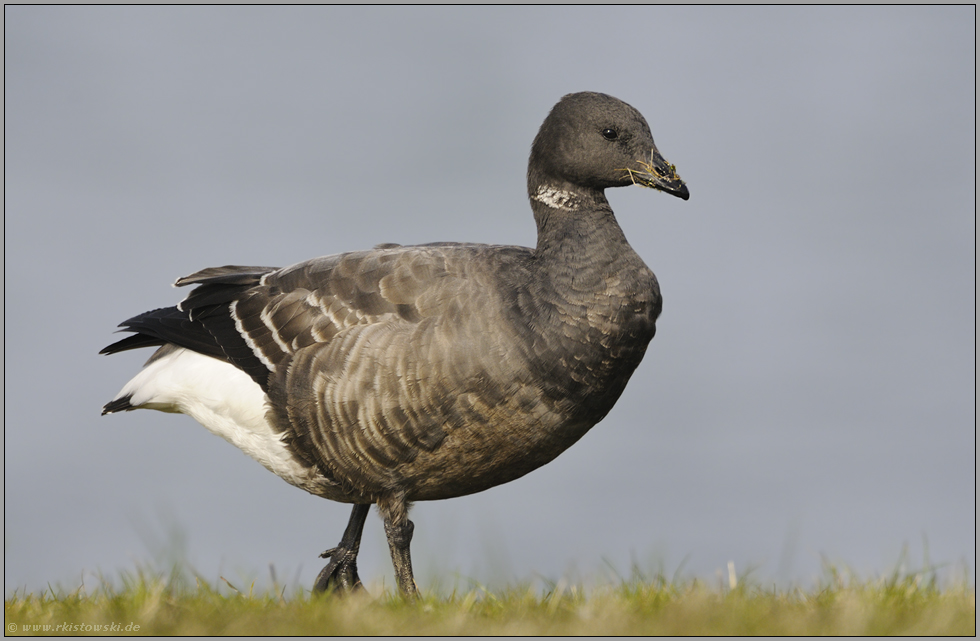 eine von dreien... Ringelgans *Branta bernicla*