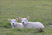 belämmert... Schafe *Ovis orientalis aries*