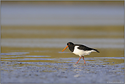 Charaktervogel... Austernfischer *Haematopus ostralegus*