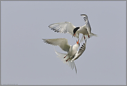 Luftakrobatik... Flußseeschwalben *Sterna hirundo*