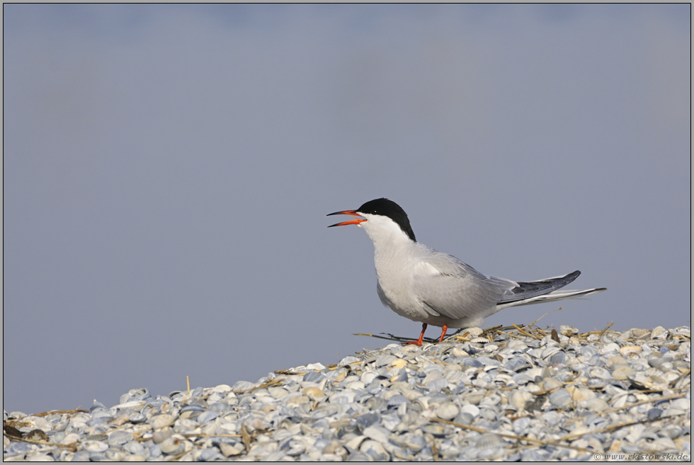 rufend... Flußseeschwalbe *Sterna hirundo*