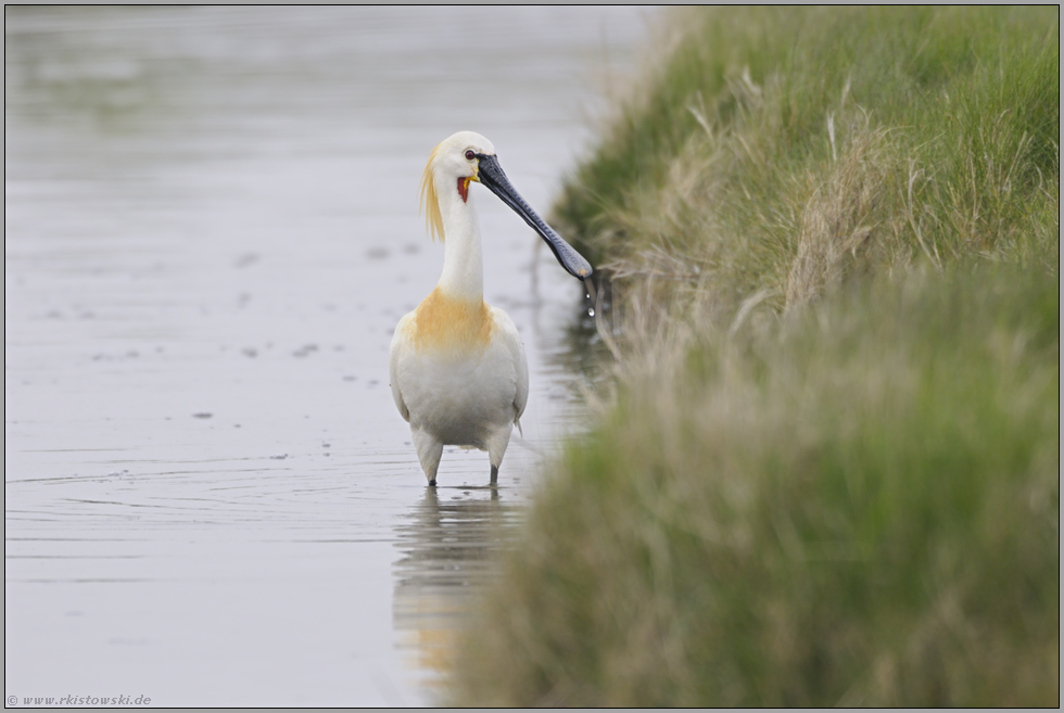 mittig... Löffler *Platalea leucorodia*