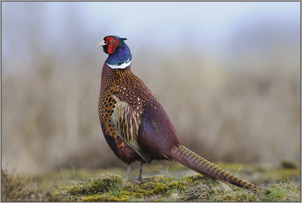 stolzer Hahn... Jagdfasan *Phasianus colchicus*