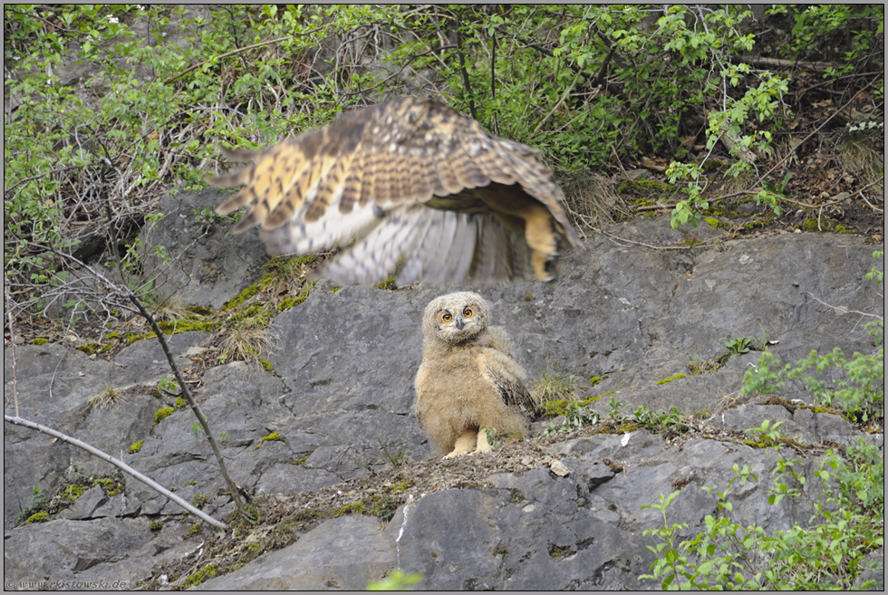 hoppla... Europäischer Uhu *Bubo bubo*