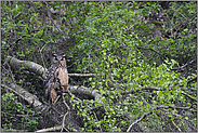 urwüchsig... Europäischer Uhu *Bubo bubo*