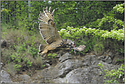 Beuteflug... Europäischer Uhu *Bubo bubo*