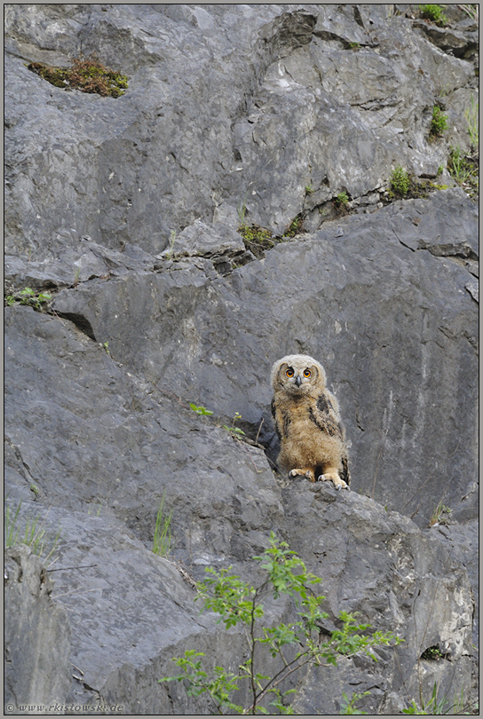 allein im Fels... Europäischer Uhu (Ästling) *Bubo bubo*