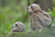 aufmerksam... Europäischer Uhu *Bubo bubo*