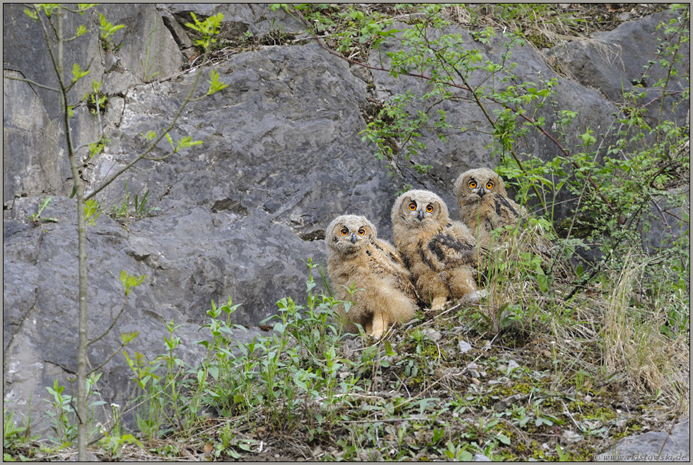 3 Orgelpfeifen... Europäischer Uhu *Bubo bubo*