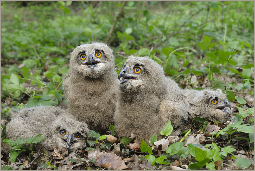 4 Hosenscheißer... Europäische Uhus (Nestlinge) *Bubo bubo*