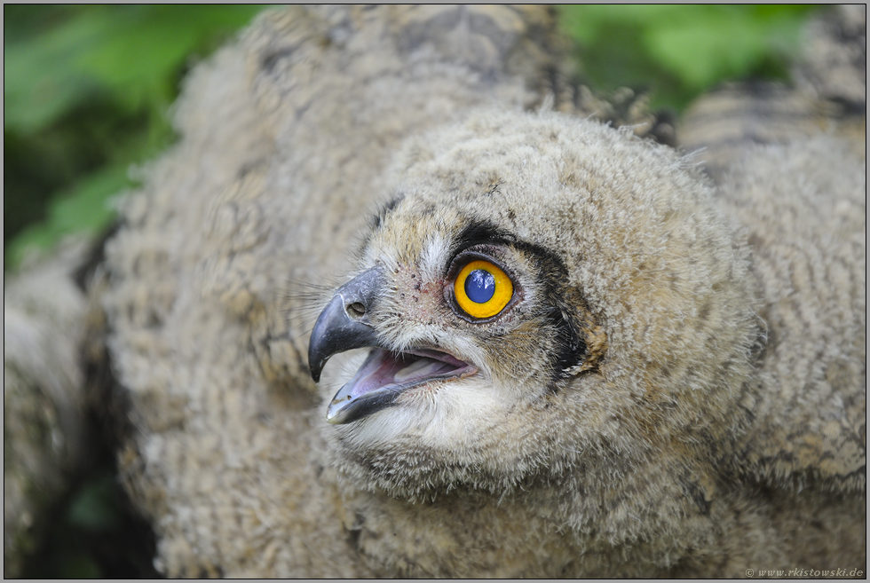 verängstigt... Europäischer Uhu (Nestling) *Bubo bubo*