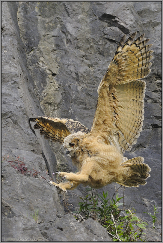 im Anflug... Europäischer Uhu *Bubo bubo*