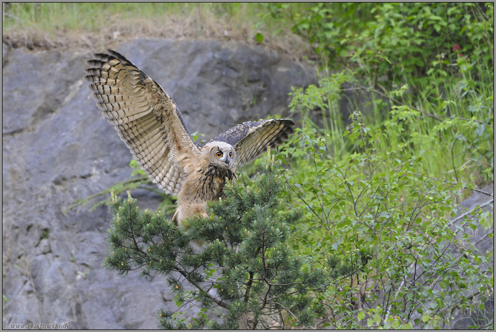 unsicher... Europäischer Uhu *Bubo bubo*