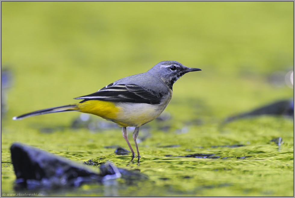 am Bach... Gebirgsstelze *Motacilla cinerea*