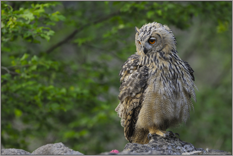 verlegen... Europäischer Uhu *Bubo bubo*