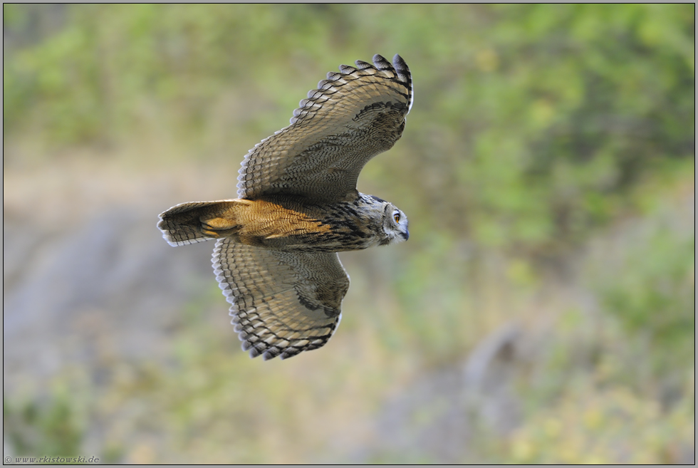 Überflieger... Europäischer Uhu *Bubo bubo*