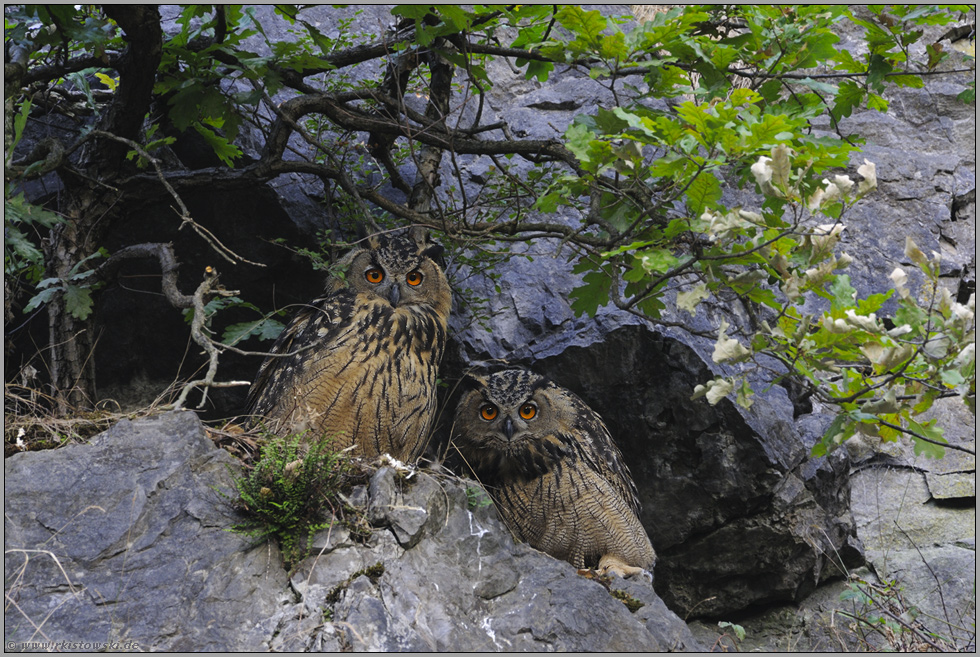 im Tagesversteck... Europäische Uhus *Bubo bubo*