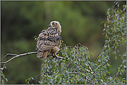 auf der Birke... Europäischer Uhu *Bubo bubo*