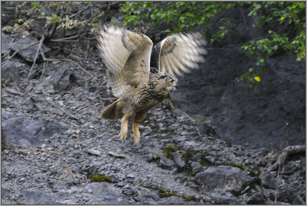 Flug in die Dämmerung... Europäischer Uhu *Bubo bubo*