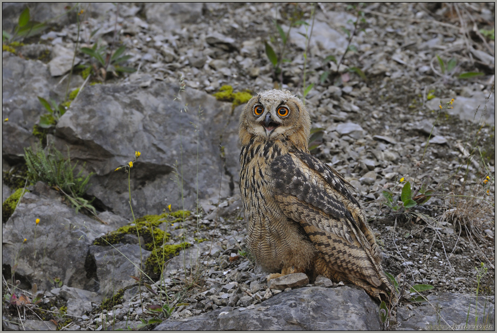 komischer Kauz... Europäischer Uhu *Bubo bubo*