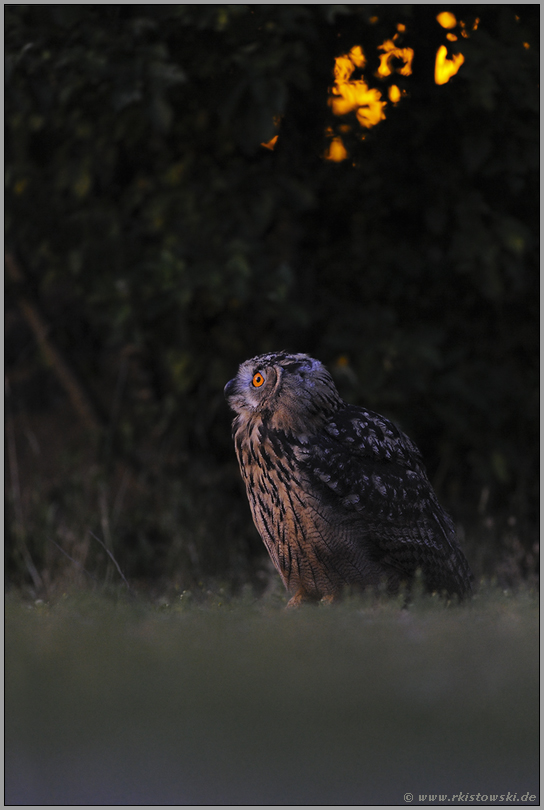 im Dunkel der Nacht... Europäischer Uhu *Bubo bubo*