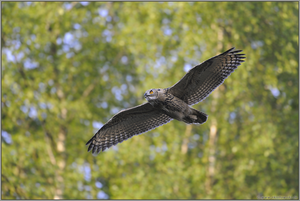 im Segelflug... Europäischer Uhu *Bubo bubo*