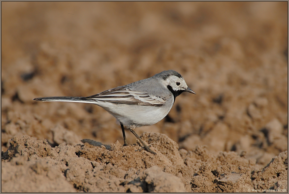 witte Kwikkstaart... Bachstelze *Motacilla alba*