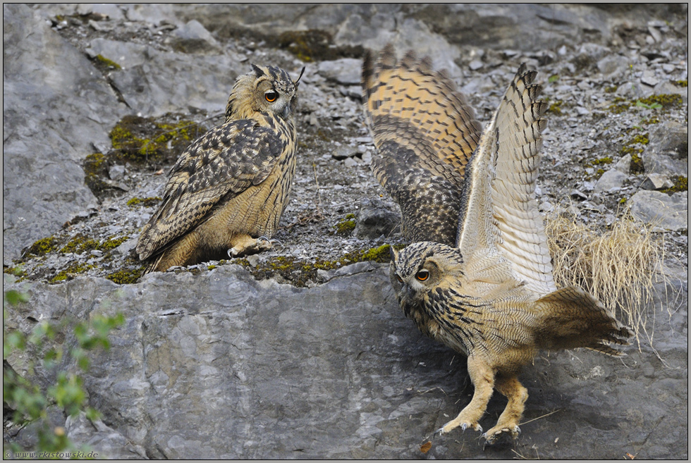 Uuuups... Europäische Uhus *Bubo bubo*