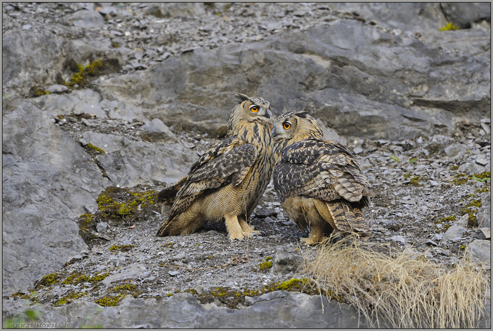 Geschwister... Europäische Uhus *Bubo bubo*