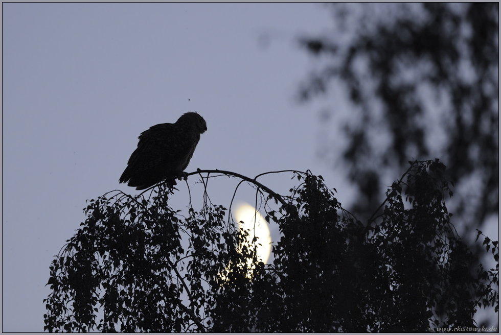 eine Juni-Nacht... Europäischer Uhu *Bubo bubo*