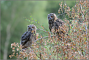 unternehmungslustig... Europäische Uhus *Bubo bubo*